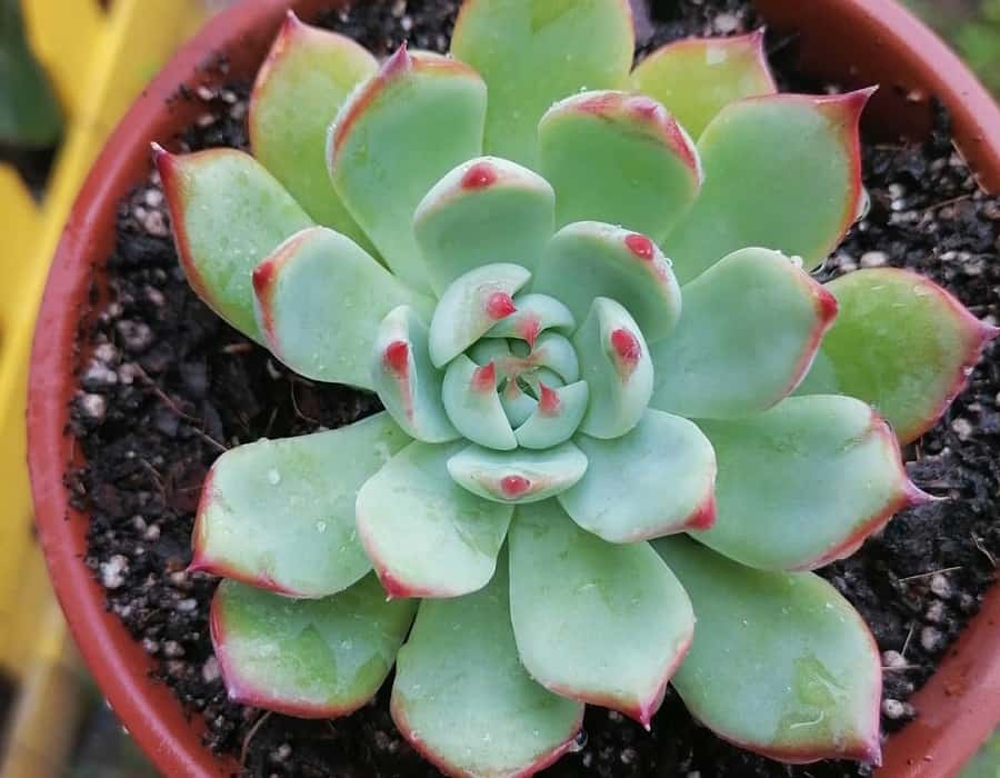 Echeveria chihuahuaensis