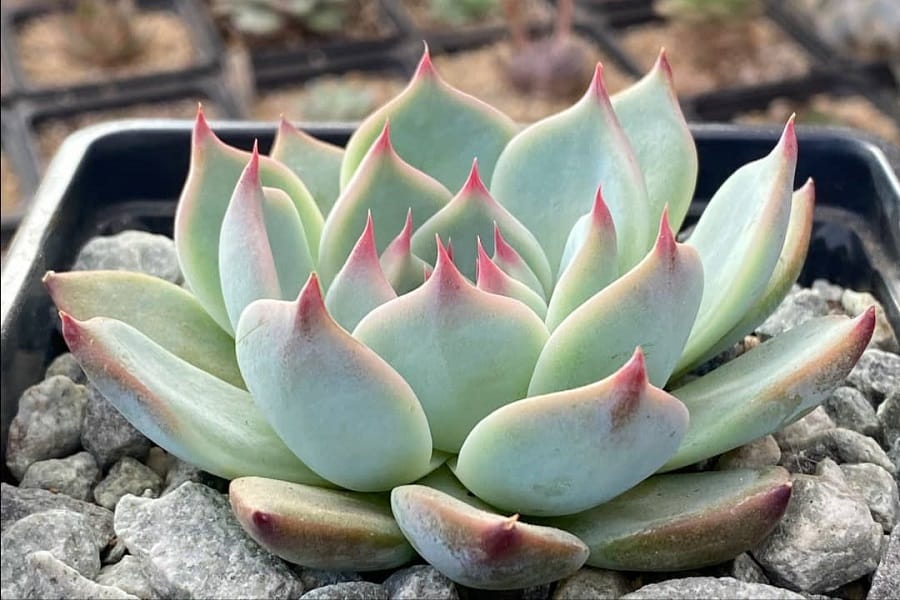 Echeveria chihuahuaensis
