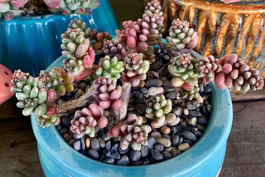 sedum furfuraceum