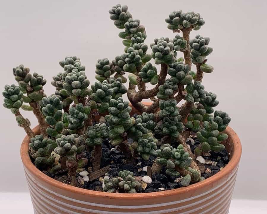 sedum furfuraceum