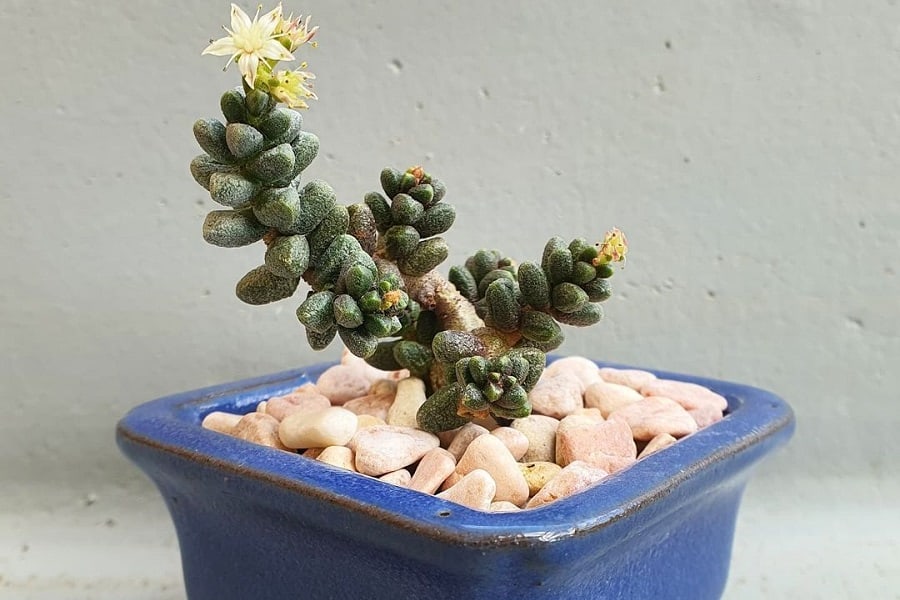 sedum furfuraceum