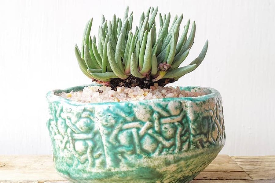 dudleya edulis