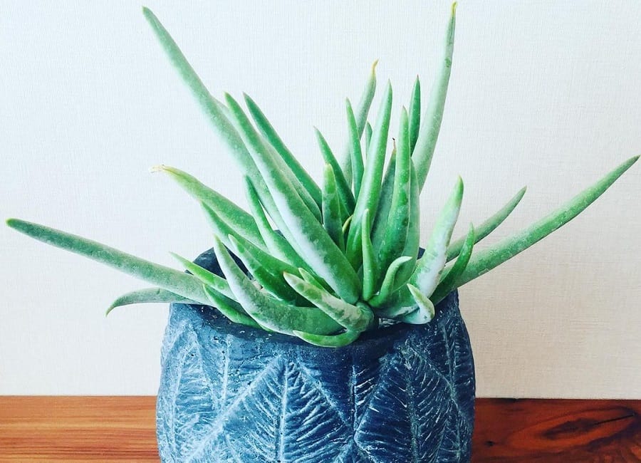 dudleya edulis