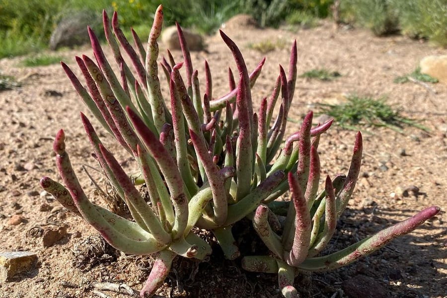 dudleya edulis