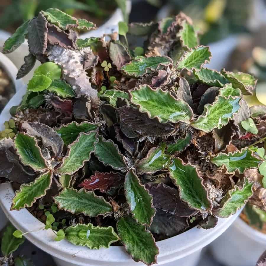 euphorbia decaryi