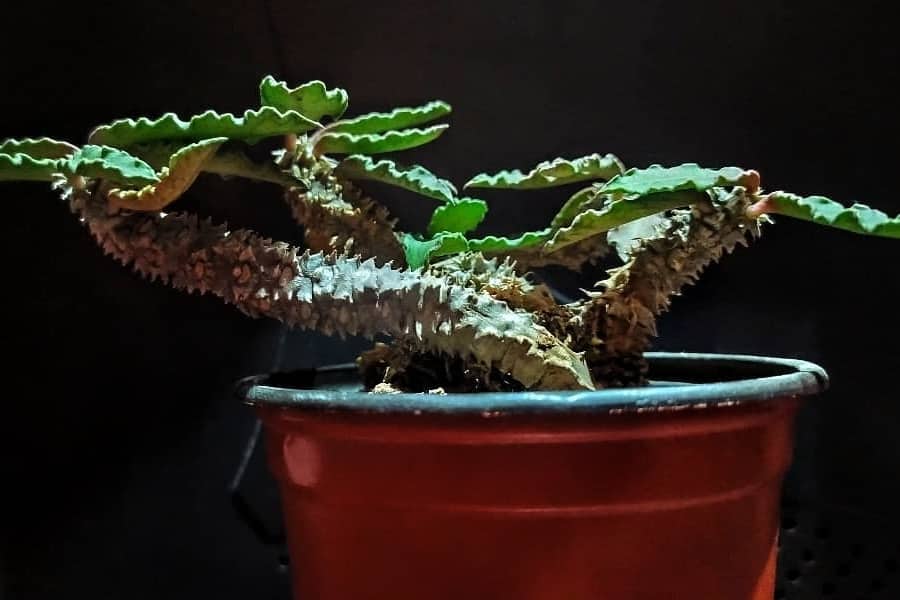 euphorbia decaryi