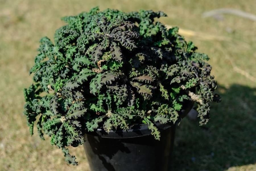 euphorbia decaryi