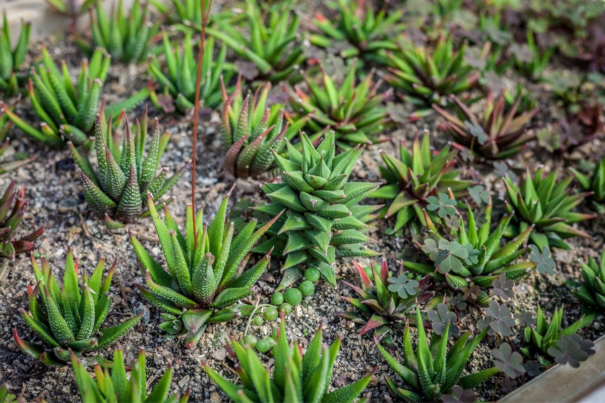 haworthia propagation