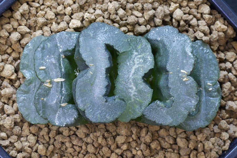 haworthia truncata care