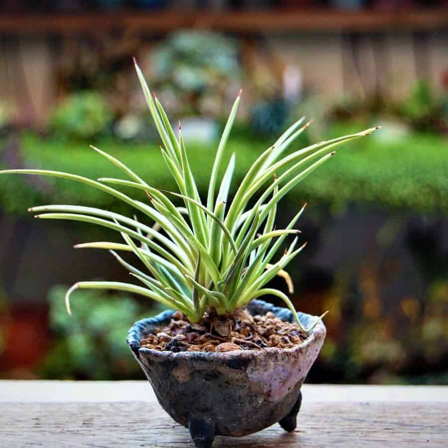 Agave stricta Nana