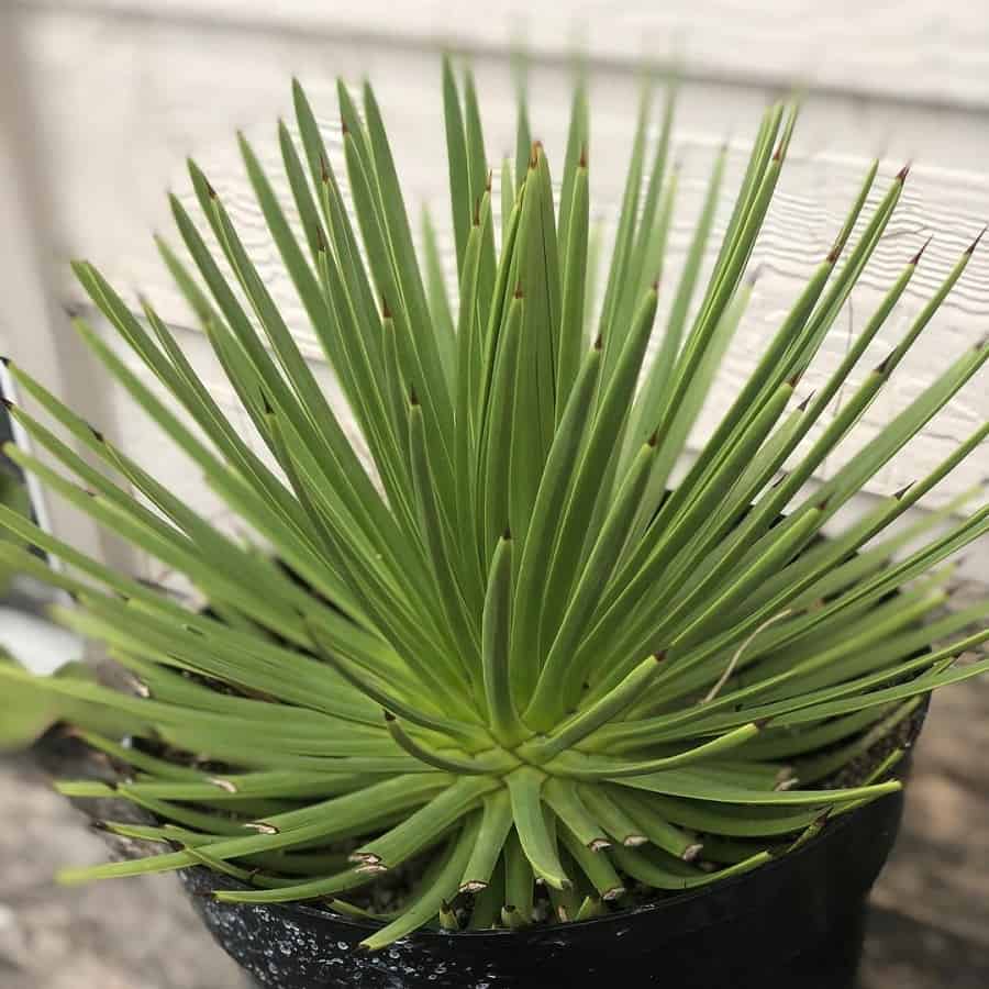 Agave stricta Nana