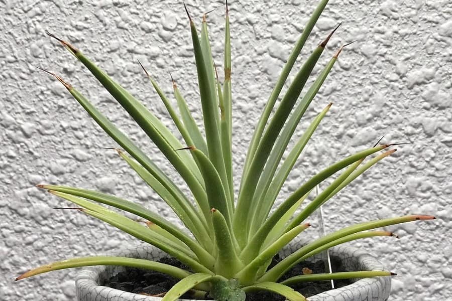 Agave stricta Nana