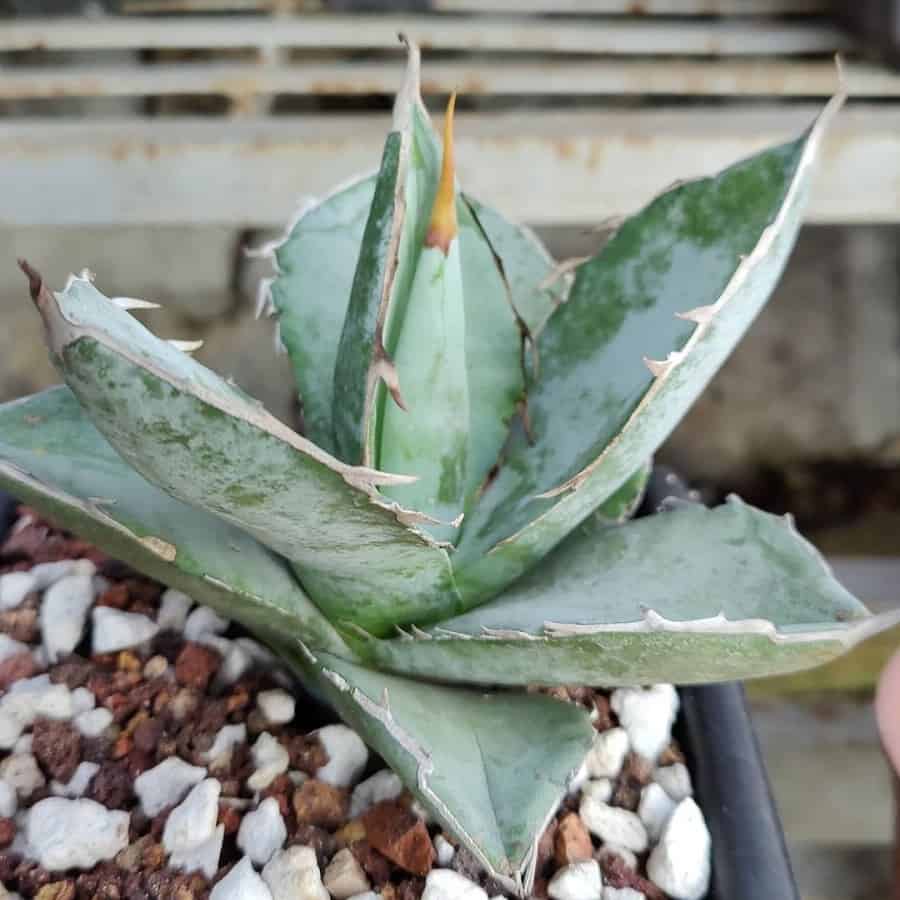 Agave titanota White Ice