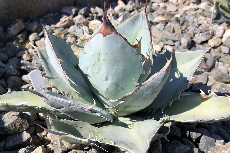 Agave titanota White Ice