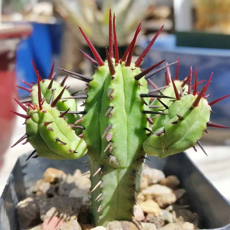 Euphorbia enopla