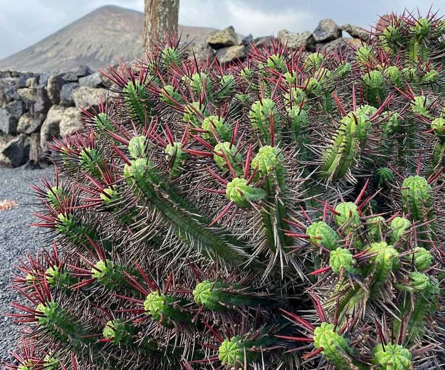 Euphorbia enopla