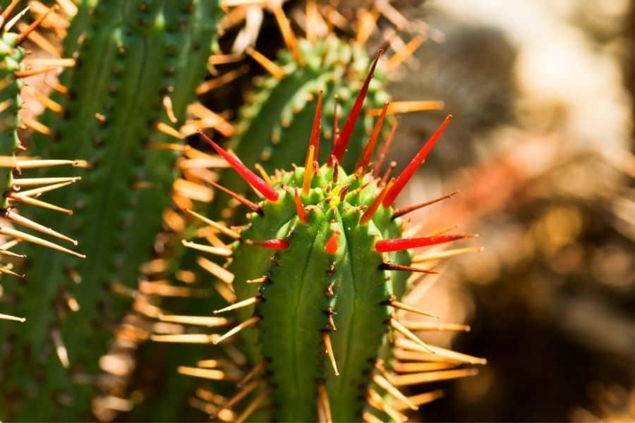 Euphorbia enopla