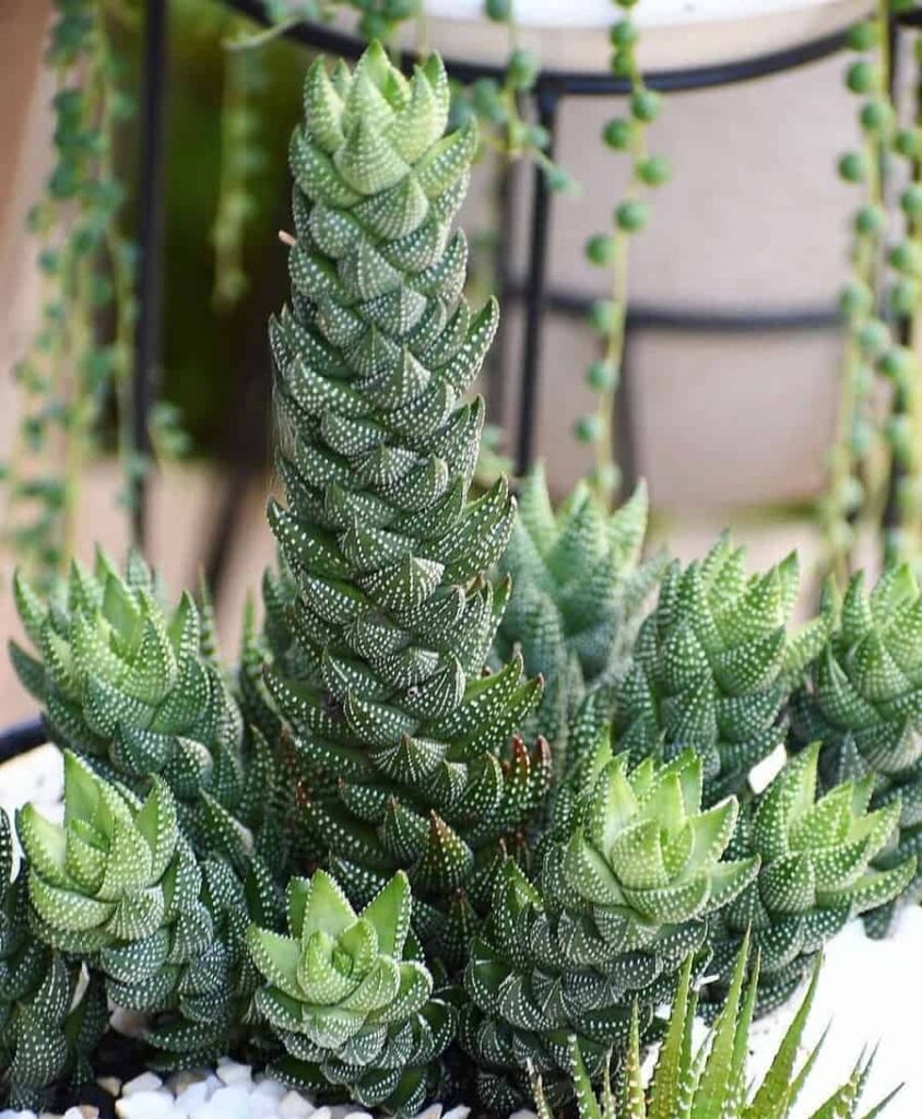 Haworthia coarctata