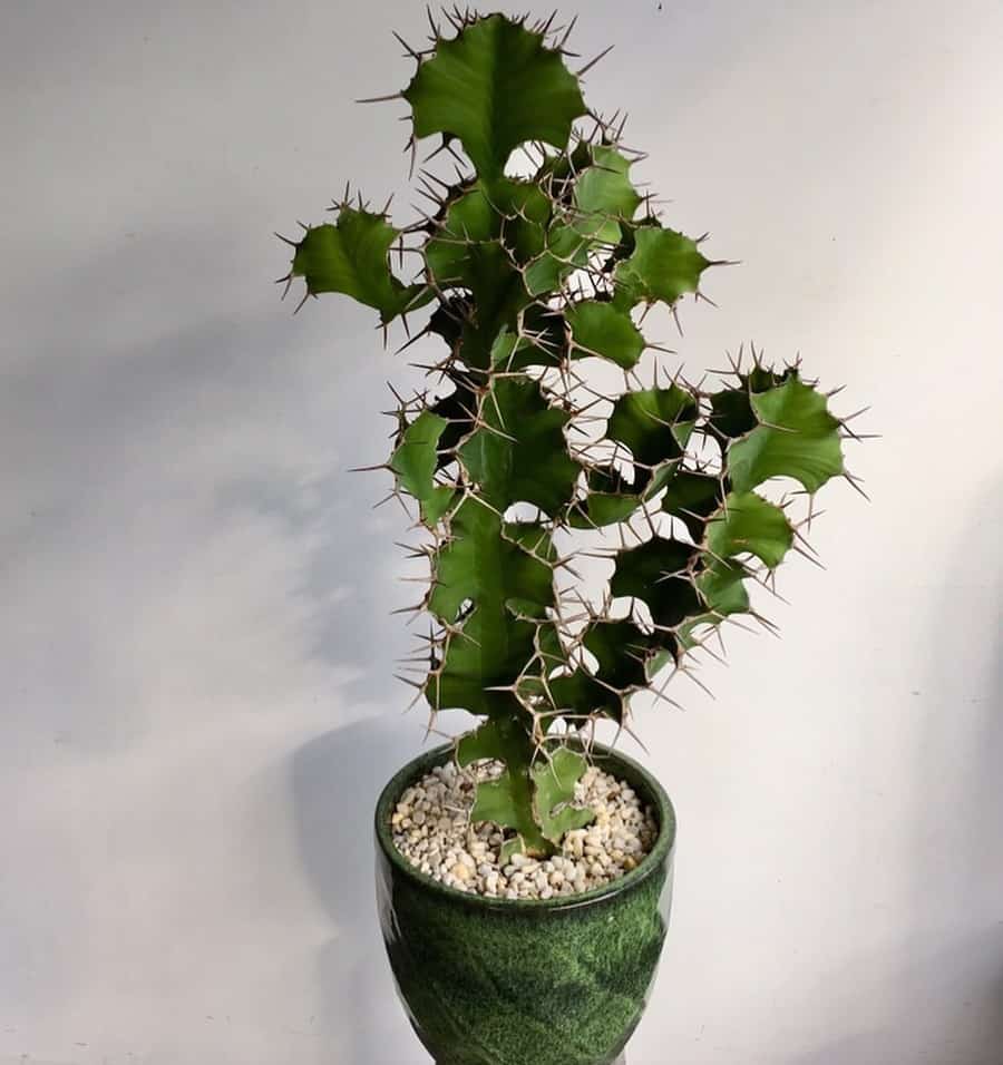 cow horn cactus