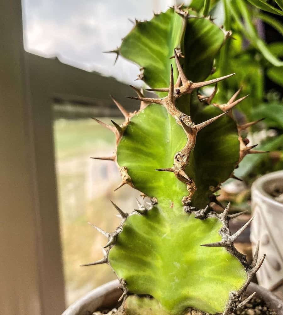 euphorbia grandicornis