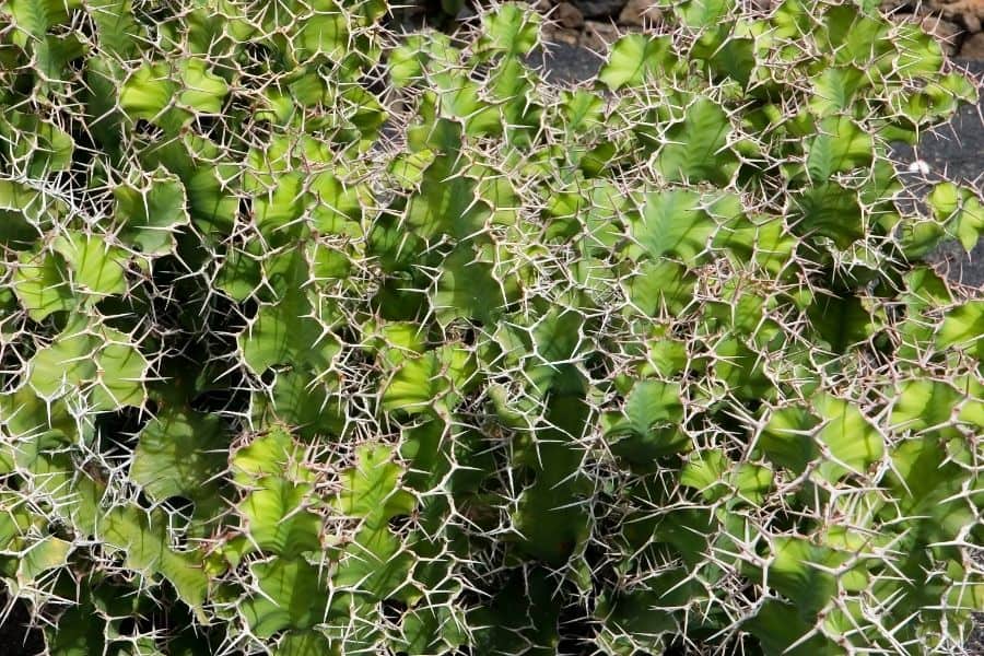 euphorbia grandicornis