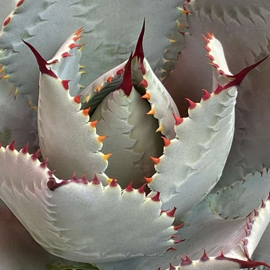 agave pygmaea dragon toes