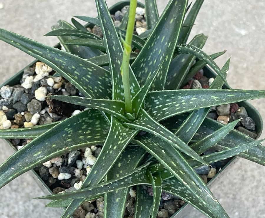 Aloe Firebird