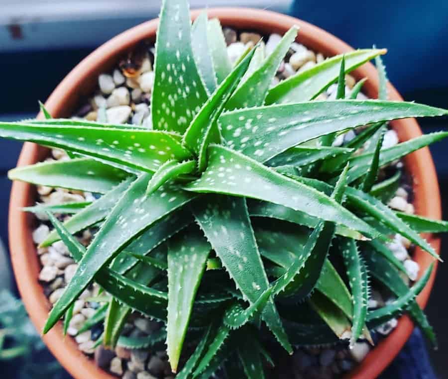 Aloe Firebird