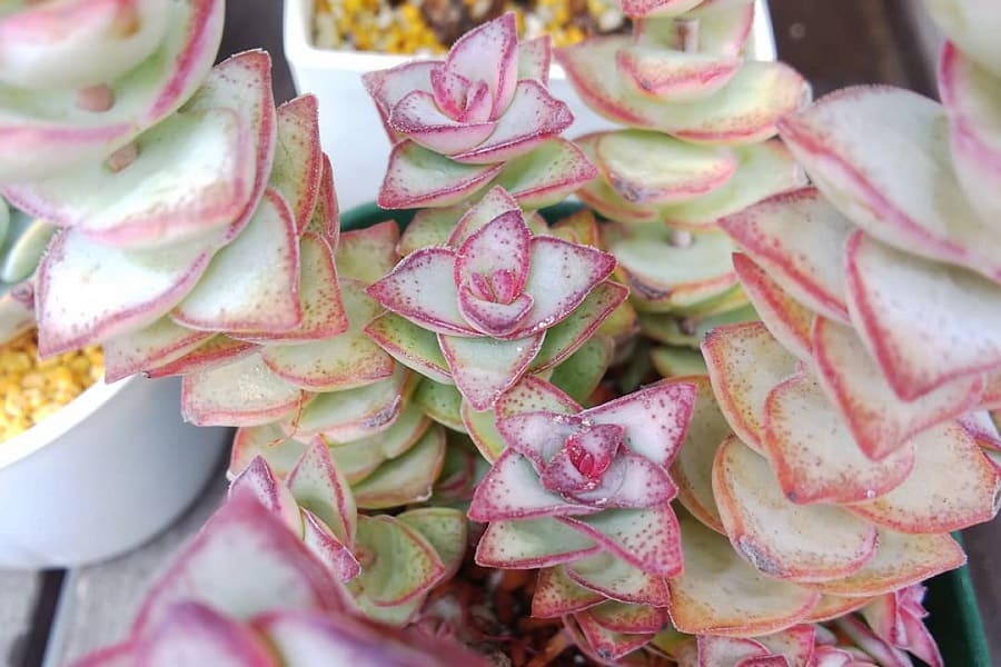 Crassula conjuncta