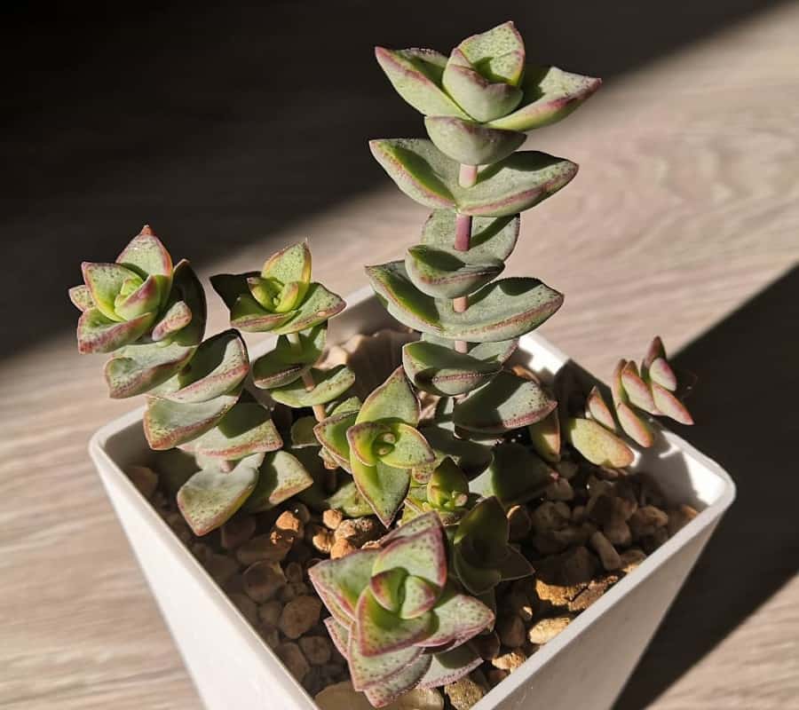 Crassula conjuncta