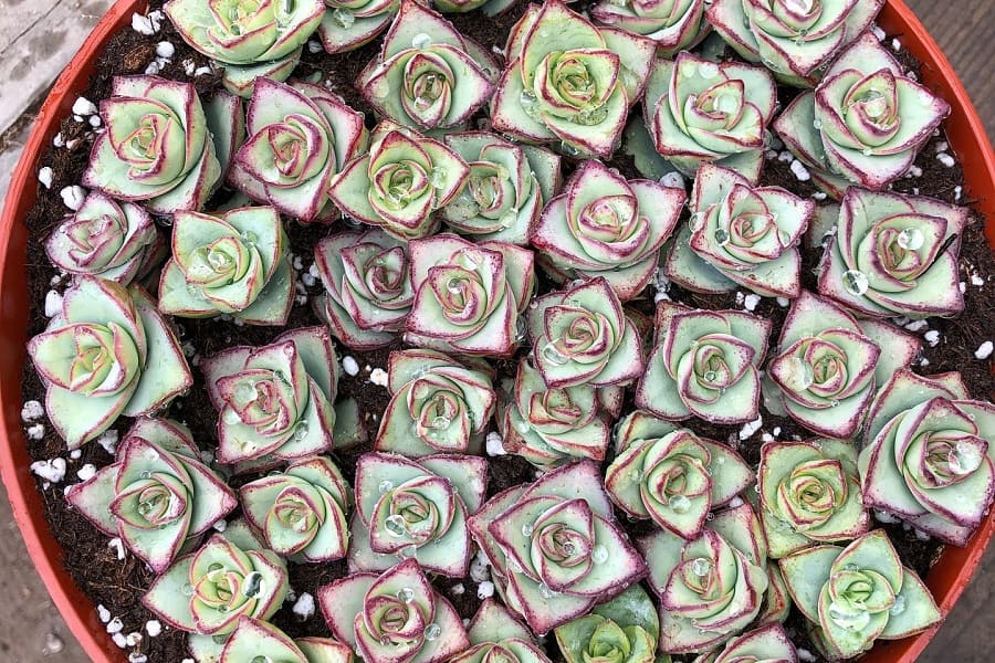 Crassula conjuncta