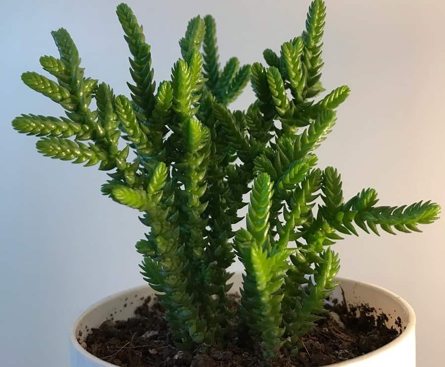 Crassula lycopodioides