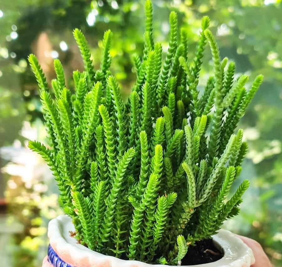 Crassula lycopodioides