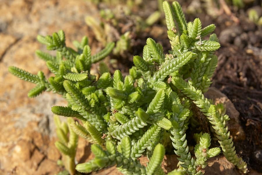 Crassula lycopodioides