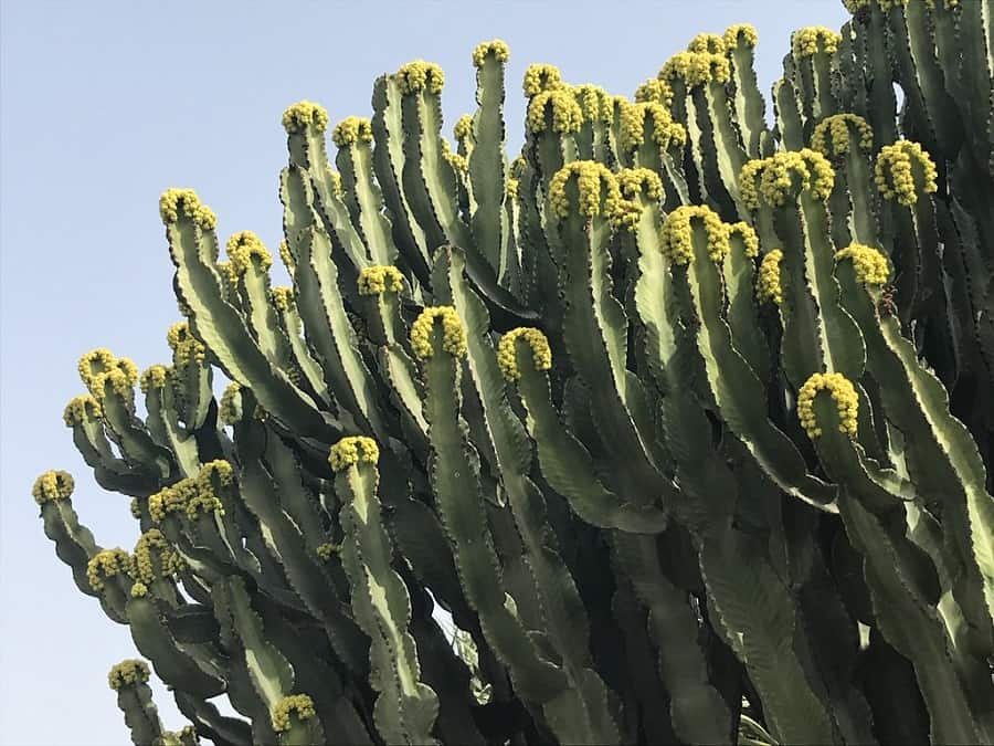 Euphorbia ingens