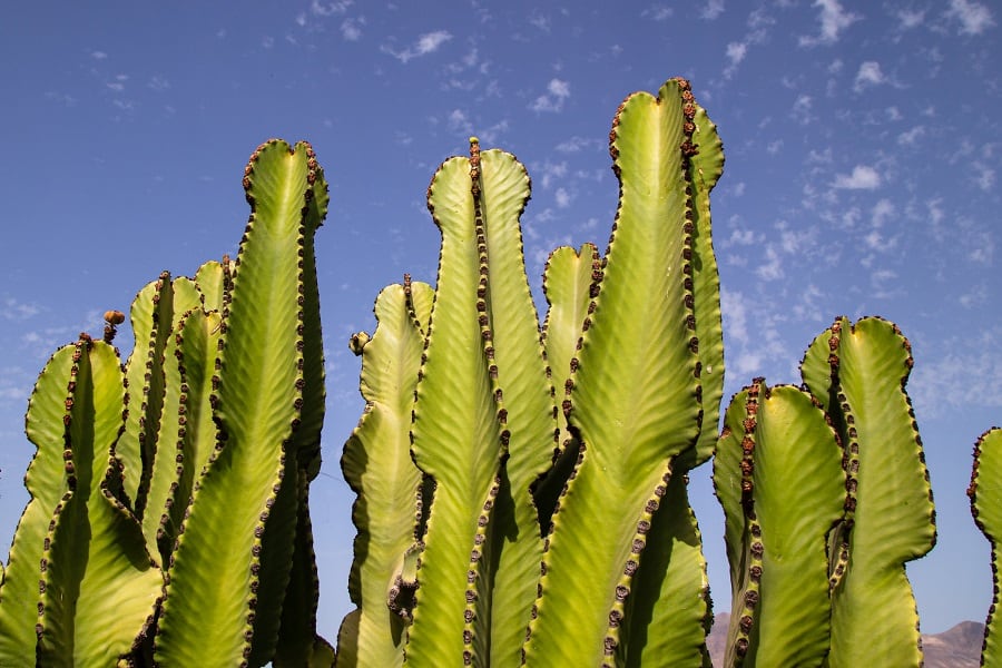 Euphorbia ingens