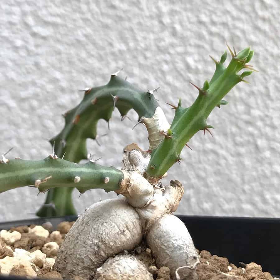 Euphorbia knuthii