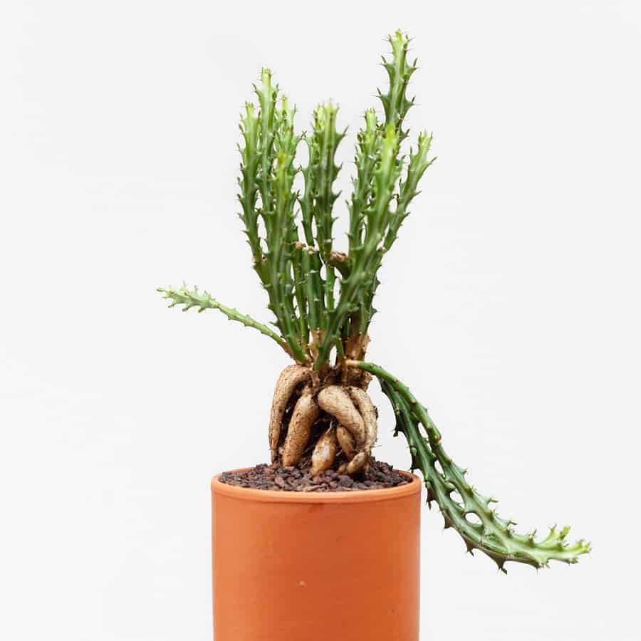 Euphorbia knuthii