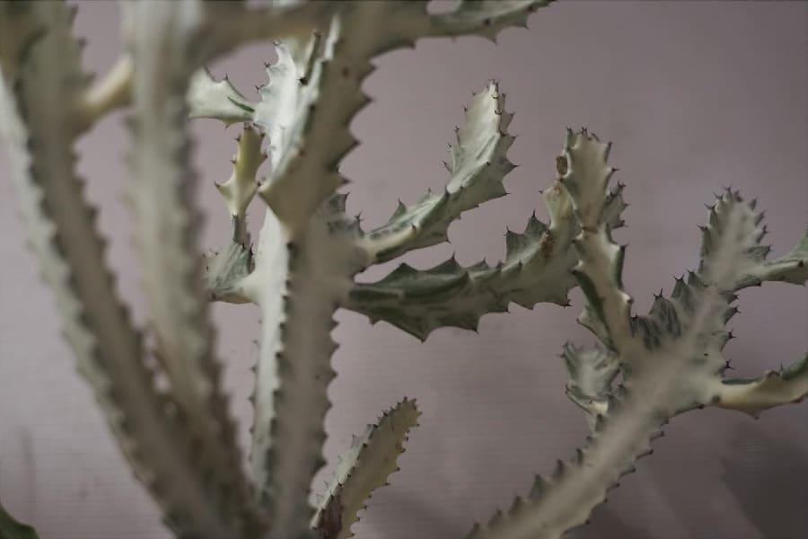 euphorbia lactea white ghost