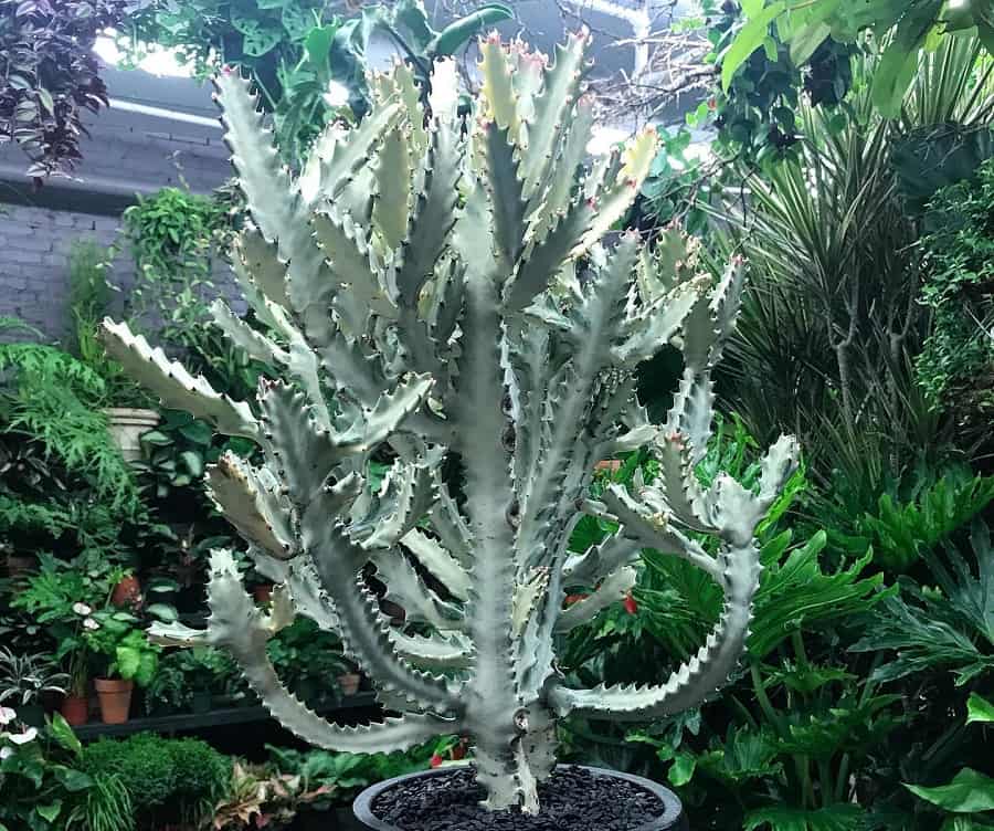 Euphorbia lactea White Ghost