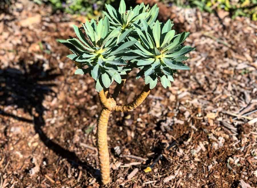 Euphorbia lambii