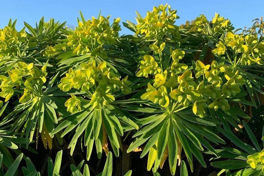 Euphorbia lambii