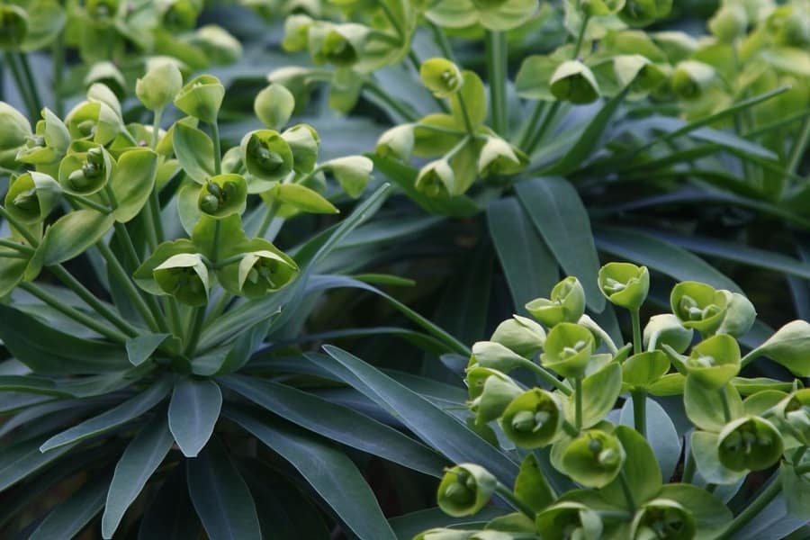Euphorbia lambii