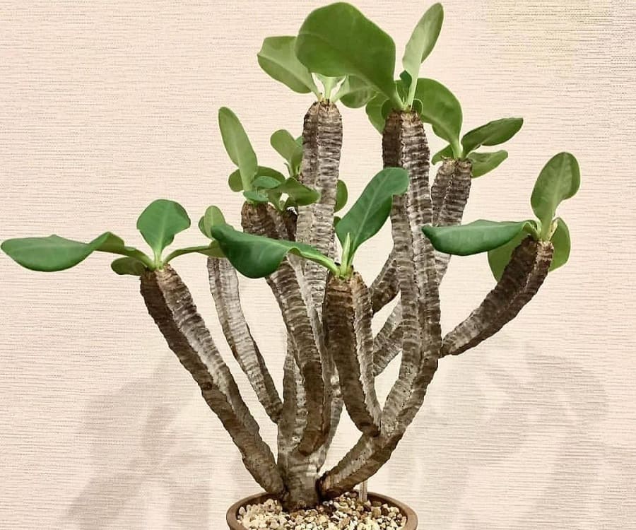 Euphorbia neohumbertii
