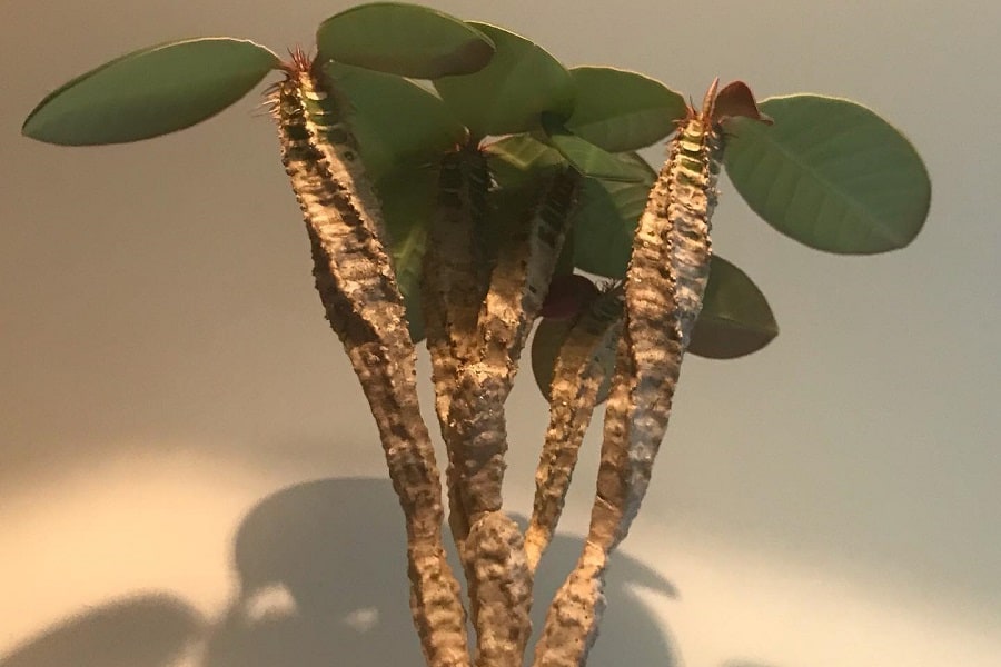 Euphorbia neohumbertii