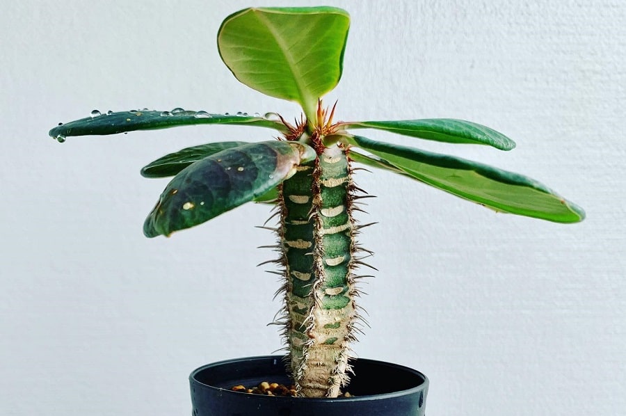 Euphorbia neohumbertii