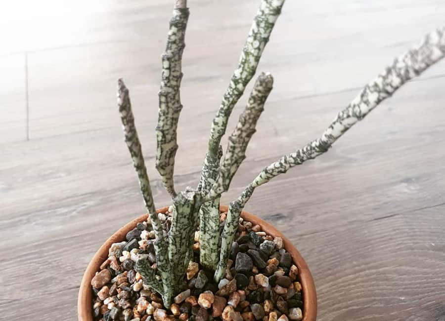 Euphorbia platyclada