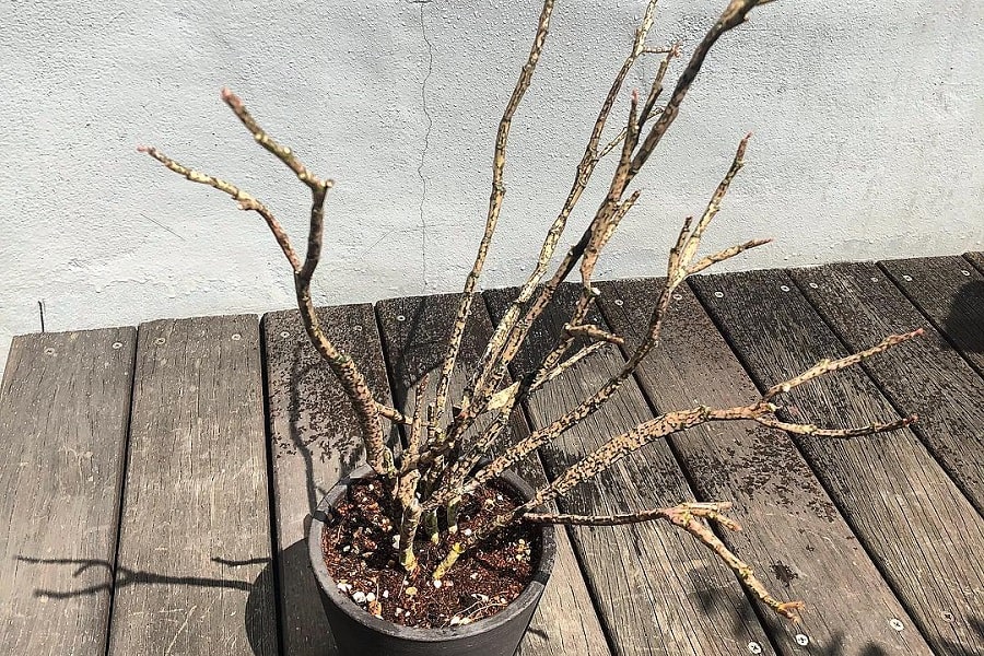 Euphorbia platyclada