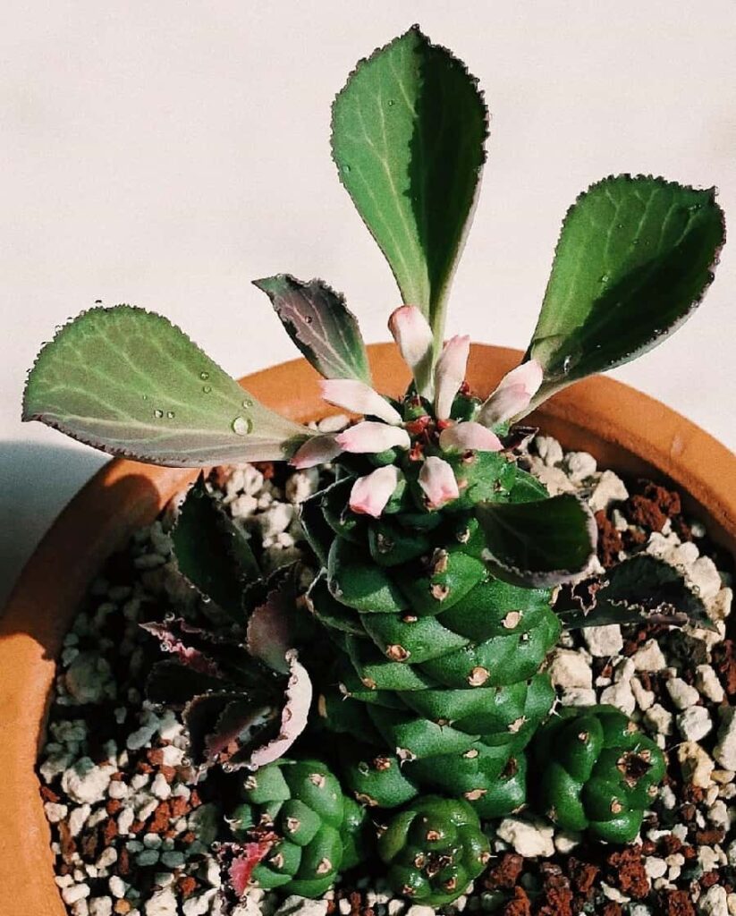 Euphorbia ritchiei