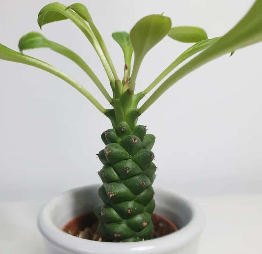 Euphorbia ritchiei